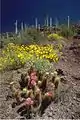 Hedgehog cactus and brittlebush in bloom at the National Monument