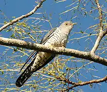 Photographed at Maiala NP, SE Queensland, Australia