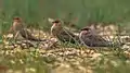 Roosting flock at Chilika Lake, coastal India