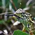 Eating a robber fly in Gal Oya, Sri Lanka