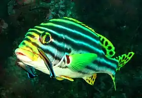 Image 13A brilliantly-coloured oriental sweetlips fish (Plectorhinchus vittatus) waits while two boldly-patterned cleaner wrasse (Labroides dimidiatus) pick parasites from its skin. The spotted tail and fin pattern of the sweetlips signals sexual maturity; the behaviour and pattern of the cleaner fish signal their availability for cleaning service, rather than as prey (from Animal coloration)