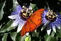 Agraulis vanillae on Passiflora