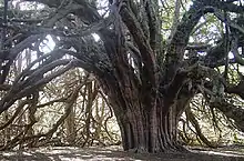 Ormiston Yew, outside the town, one of Scotland's few ancient layering yews