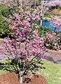 An ornamental cherry blossom tree