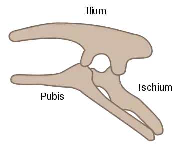 Ornithischian pelvic structure (left side)