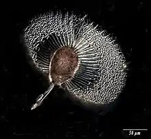 Ornithocercus splendidus at 74 m in the Ionian sea