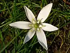 Flower seen from above, close up