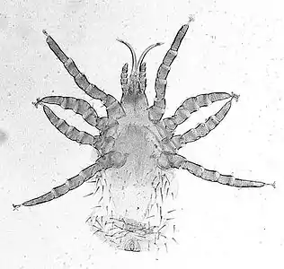 Ornithonyssus bird mite