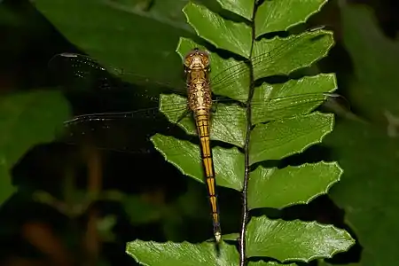 Orthetrum luzonicum juvenile male