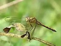 female