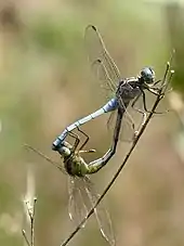 mating