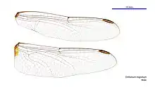 Male wings