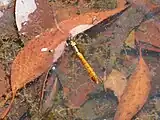 Female looking to deposit her eggs in a pond