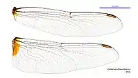 Male wings