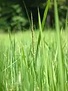 Oryza sativa, Kerala, India