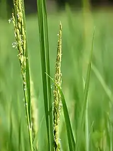 Small wind-pollinated flowers