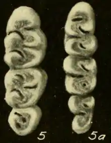 Three teeth both at the left and right, decreasing in size from top to bottom.