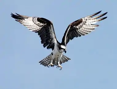 Image 6OspreyPhoto credit: NASAThe Osprey (Pandion haliaetus) is a medium large raptor which is a specialist fish-eater with a worldwide distribution. It is often known by other colloquial names such as Fish Hawk, Sea Hawk or Fish Eagle.The Osprey is particularly well adapted to its diet, with reversible outer toes, closable nostrils to keep out water during dives, and backwards facing scales on the talons which act as barbs to help catch fish.More selected pictures