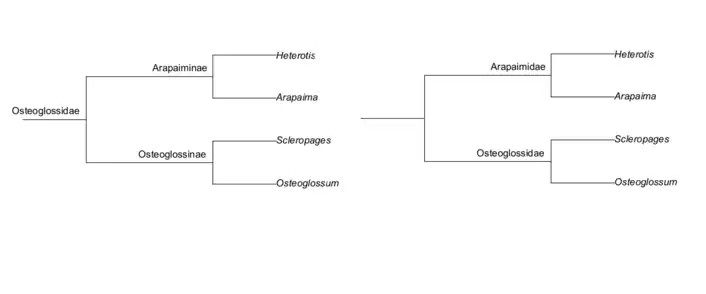 Phylograms showing the hypothesis of the relationships of internal Osteoglossimorphs: Heterotis, Arapaima, Scleropages, and Osteoglossum (based on Hastings, Walker, and Galland 2014)