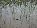 Rice field