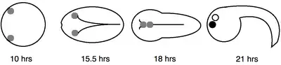 Otolith and Ocellus