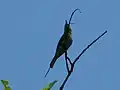 Blue tailed bee-eater