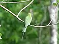 Blue tailed bee-eater