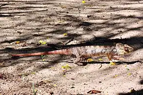 in the Anjajavy Forest