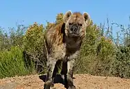 Hyena