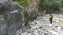 Greenschist with slickensides in Itogon, Benguet, Philippines.