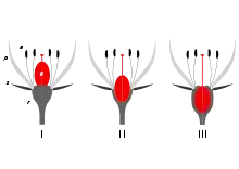 Insertion point: There are three positions of insertion of the ovary at the base of a flower: I superior; II half-inferior; III inferior. The 'insertion point' is where the androecium parts (a), the petals (p), and the sepals (s) all converge and attach to the receptacle (r). (Ovary=gynoecium (g).)