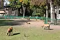 Cameroon sheep enclosure