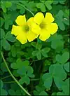 Oxalis pes-caprae, invasive species