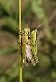 Oxya yezoensis