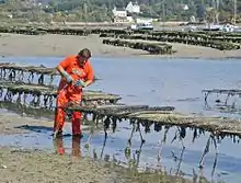 Oyster culture in France