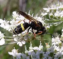 Philanthus gibbosus