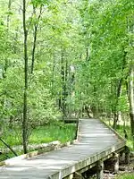 Boardwalk through the wetland forest