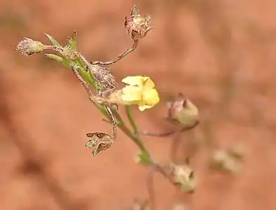 Flower and developing fruit