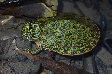 Rio Grande cooter (Pseudemys gorzugi), hatchling, Kinney County, Texas