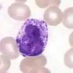 Basophil