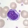 Lymphocyte