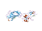 1yuk: The crystal structure of the PSI/Hybrid domain/ I-EGF1 segment from the human integrin beta2 at 1.8 resolution