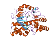 1z29: Crystal Structures of SULT1A2 and SULT1A1*3: Implications in the bioactivation of N-hydroxy-2-acetylamino fluorine (OH-AAF)