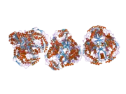 1zum: Human Mitochondrial Aldehyde Dehydrogenase Asian Variant, ALDH2*2, Apo Form