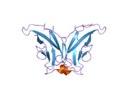 1zxk: Crystal Structure of Cadherin8 EC1 domain