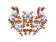 1zzu: Rat nNOS D597N/M336V double mutant with L-N(omega)-Nitroarginine-2,4-L-Diaminobutyric Amide Bound