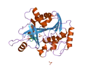 2a0w: Structure of human purine nucleoside phosphorylase H257G mutant