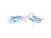 2a4e: Crystal structure of mouse cadherin-11 EC1-2