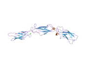 2a62: Crystal structure of mouse cadherin-8 EC1-3