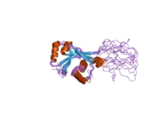 2arf: Solution structure of the Wilson ATPase N-domain in the presence of ATP